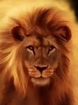 pic for leon 2223 lion
